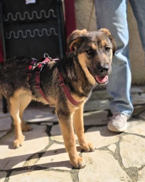 Toni auf Familiensuche