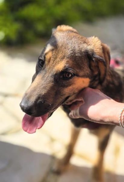 Toni auf Familiensuche