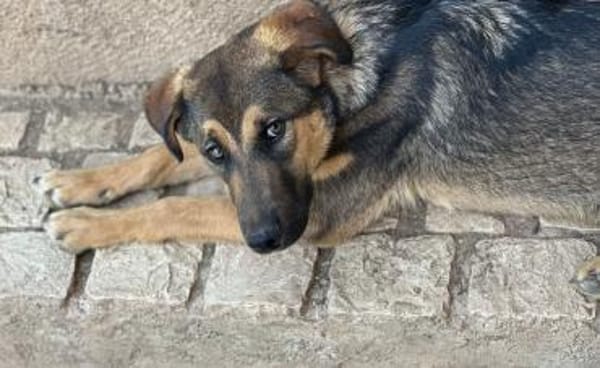 Toni auf Familiensuche