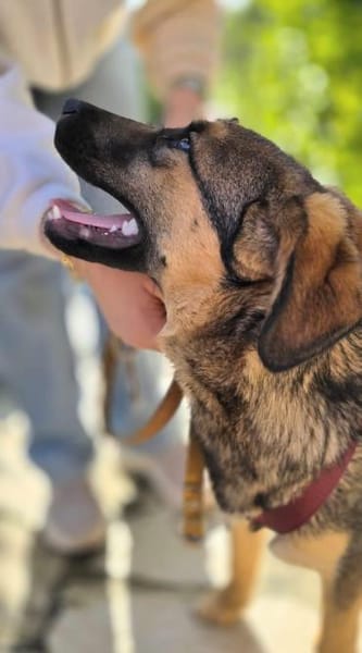 Toni auf Familiensuche