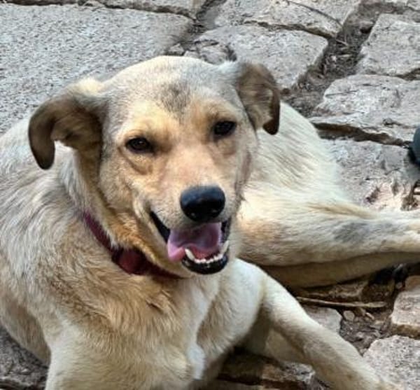 FILIPP - sucht sein Glück