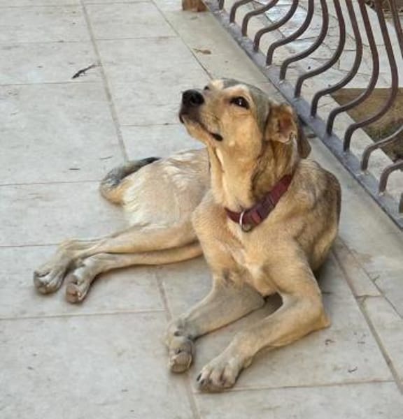 FILIPP - sucht sein Glück