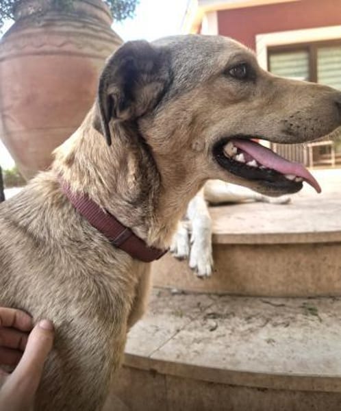 FILIPP - sucht sein Glück