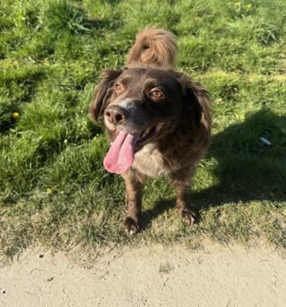 Schüchterner Milo sucht Familie