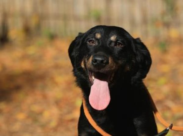 Der liebe Jojo sucht geduldige Menschen