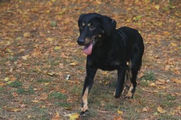 Der liebe Jojo sucht geduldige Menschen