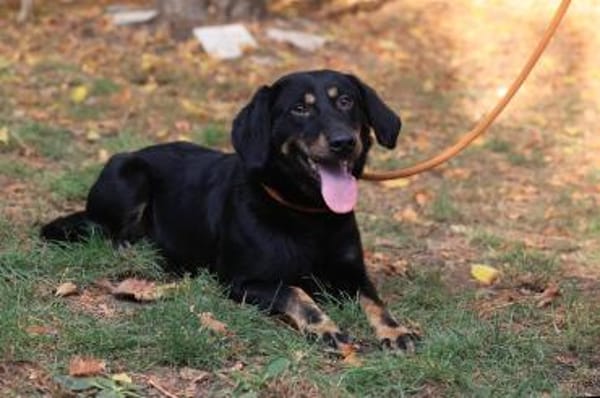 Der liebe Jojo sucht geduldige Menschen