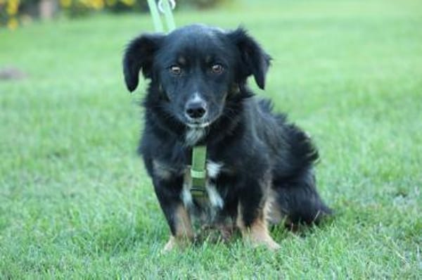 Buddy möchte sein Herz verschenken...