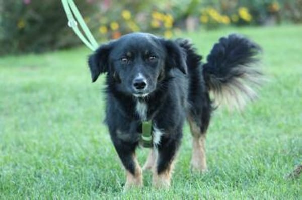 Buddy möchte sein Herz verschenken...