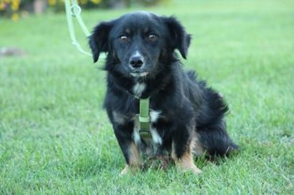 Buddy möchte sein Herz verschenken...