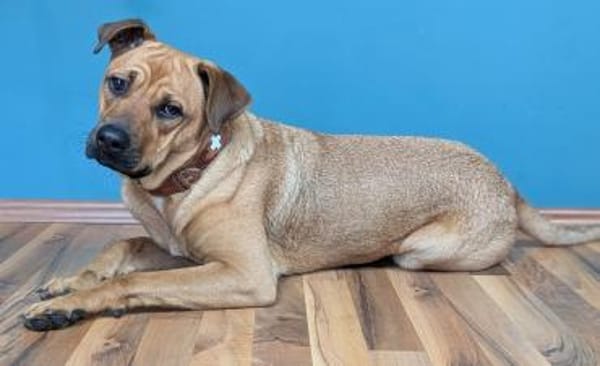 Lustige Lotte sucht ein Zuhause