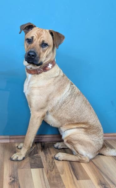 Lustige Lotte sucht ein Zuhause