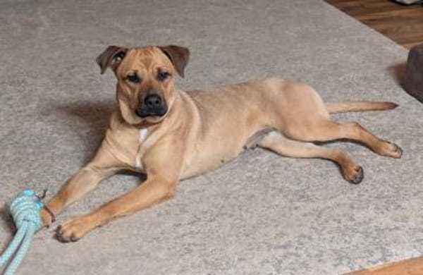 Lustige Lotte sucht ein Zuhause