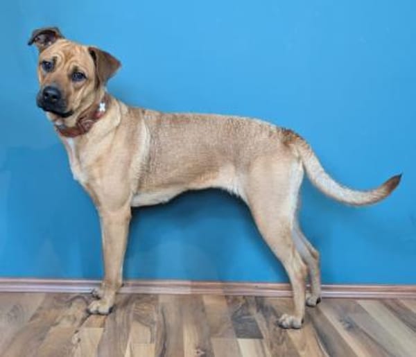 Lustige Lotte sucht ein Zuhause