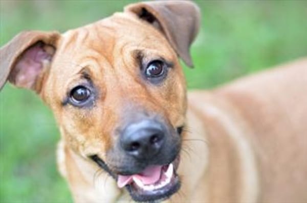 Lustige Lotte sucht ein Zuhause