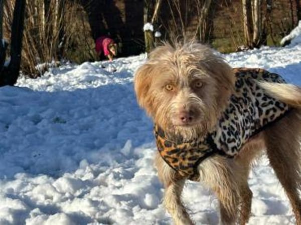 Carica - (noch) etwas zurückhaltend