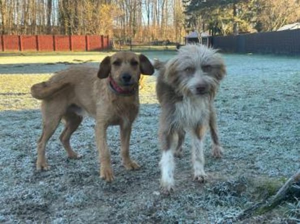 Carica - (noch) etwas zurückhaltend