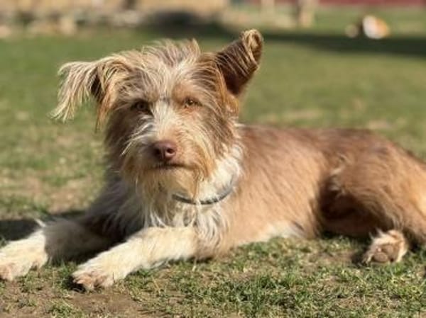 Carica - (noch) etwas zurückhaltend