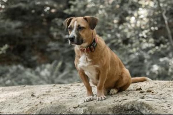 Sasuke der kleine Jungrüde