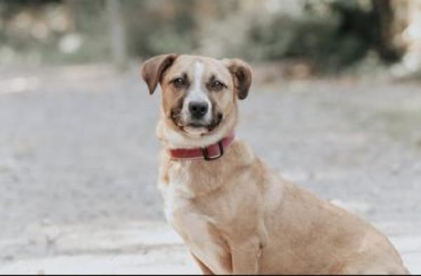 Sasuke der kleine Jungrüde