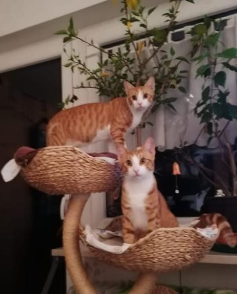 Chilli & Pimenton  Zwei rote Jungkater