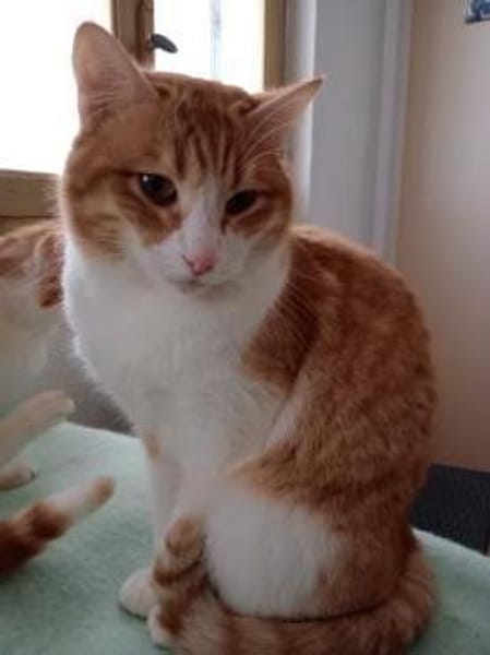 Benito  ruhiger Schmusekater sucht lieb