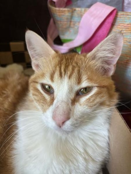 Benito  ruhiger Schmusekater sucht lieb