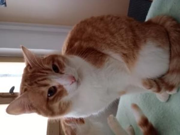 Benito  ruhiger Schmusekater sucht lieb