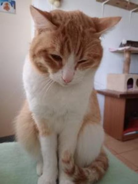 Benito  ruhiger Schmusekater sucht lieb