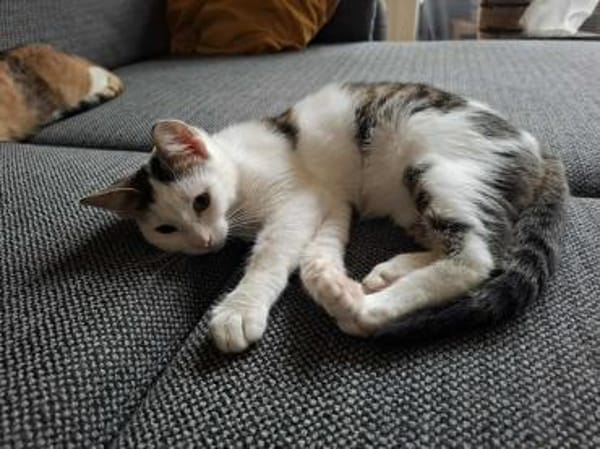 Coco - aus RO, in DE 79541 Lörrach