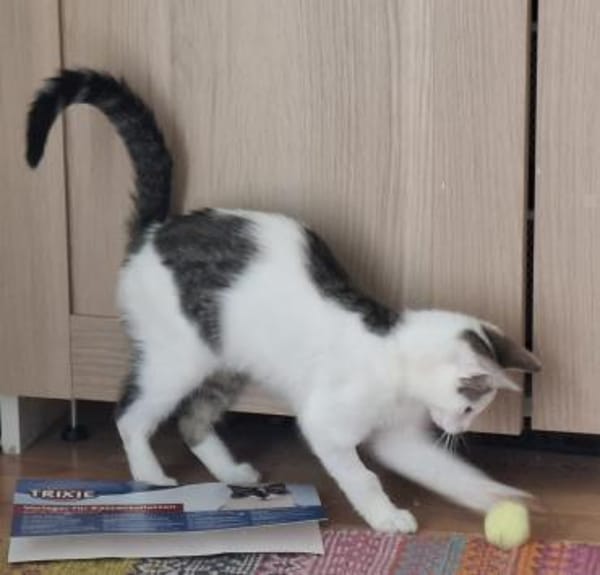 Coco - aus RO, in DE 79541 Lörrach