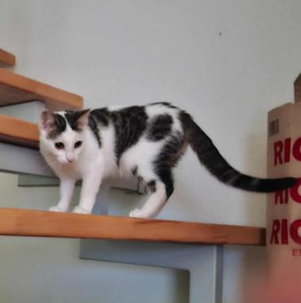 Coco - aus RO, in DE 79541 Lörrach