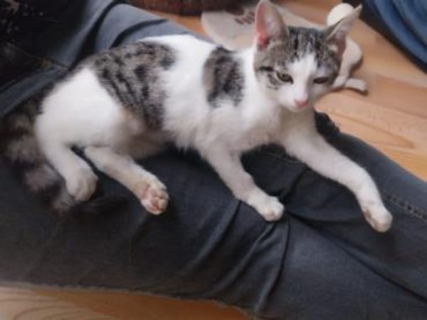 Coco - aus RO, in DE 79541 Lörrach