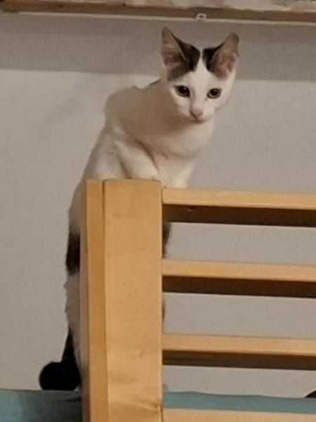 Coco - aus RO, in DE 79541 Lörrach