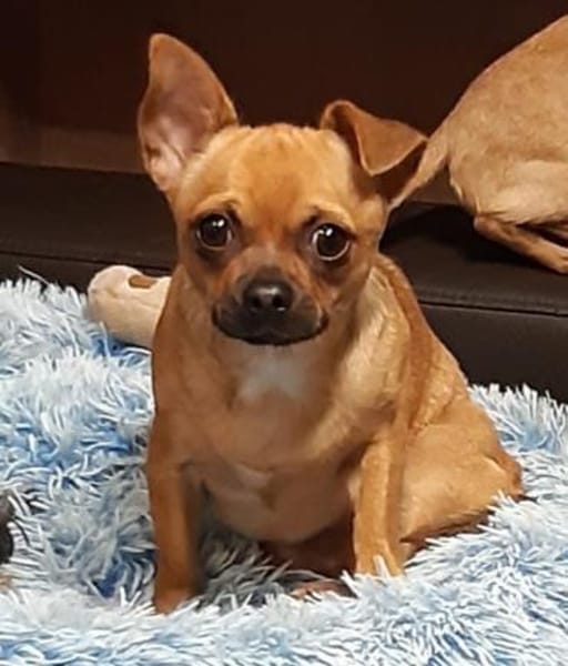 Tango in 27478 Cuxhaven #