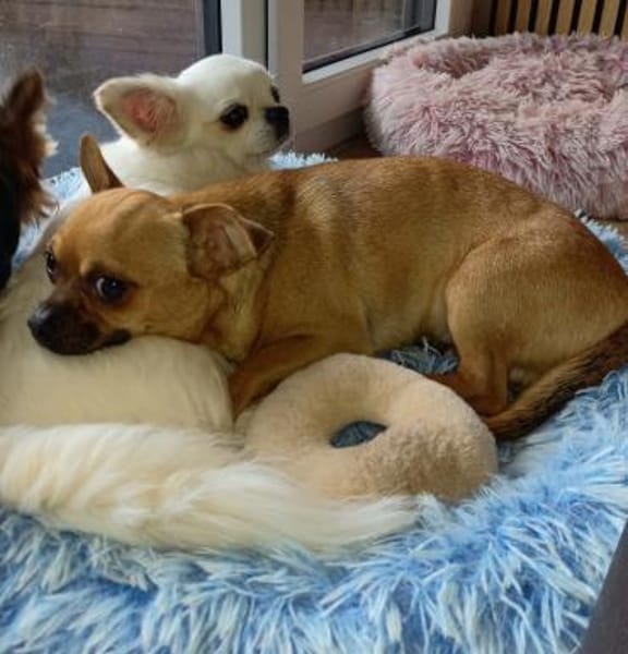 Tango in 27478 Cuxhaven #