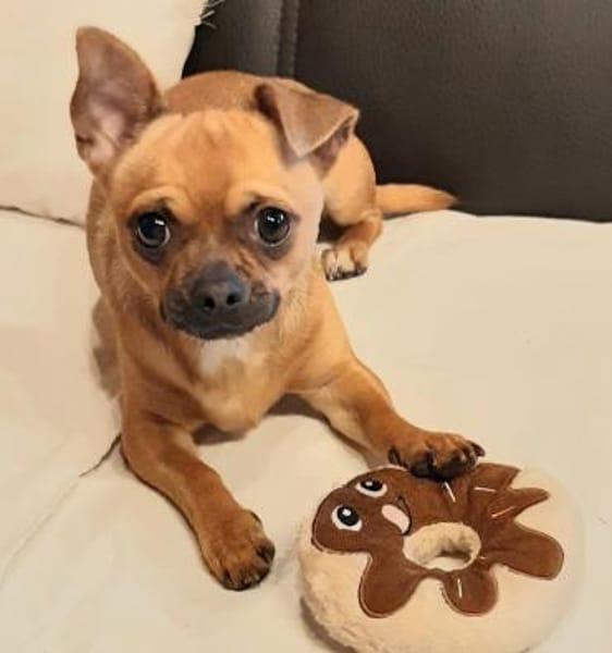 Tango in 27478 Cuxhaven #