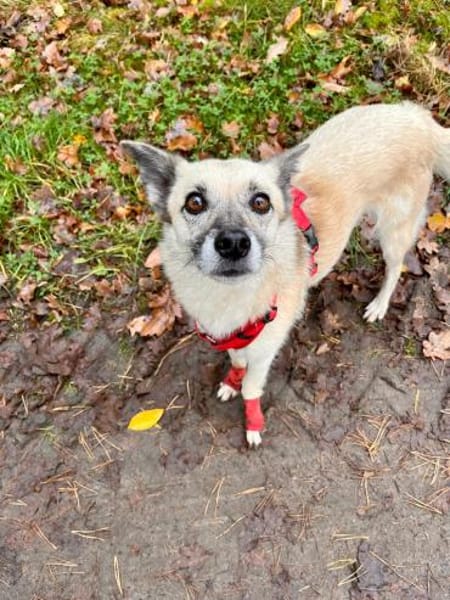 RUMI -  vom Schatten ins Licht 🌸