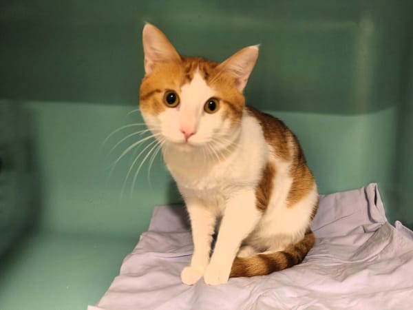 GrosYeux (en cours d'adoption)