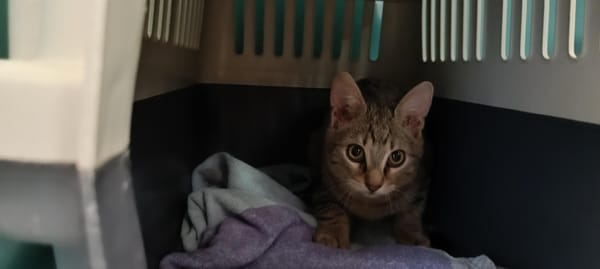 Amy (En cours d'adoption)