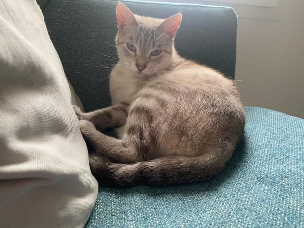 MAYA