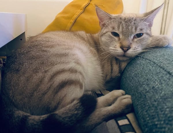 MAYA