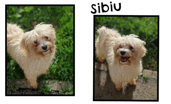 SIBIU