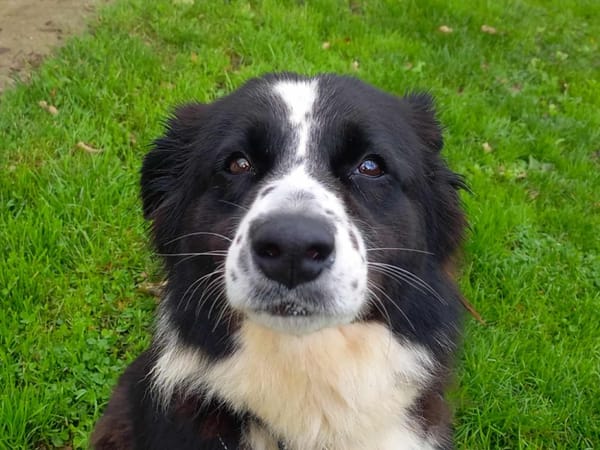 LOLA QCN (réservée)