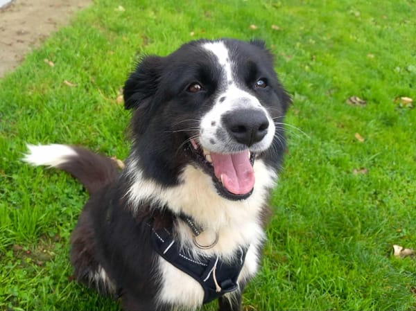 LOLA QCN (réservée)