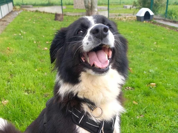 LOLA QCN (réservée)