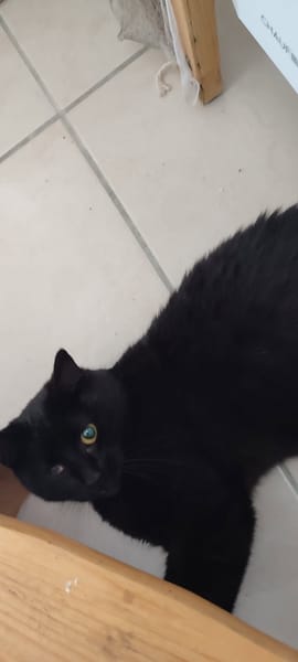 Poupounette