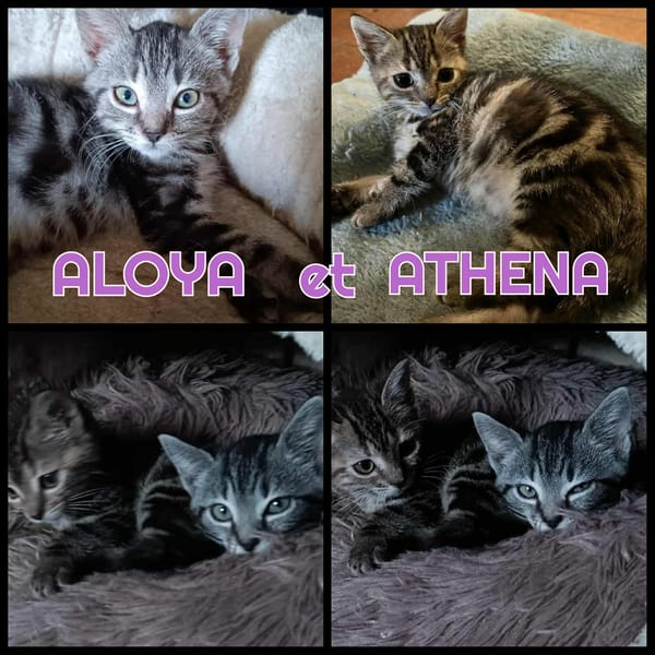 ALOYA et ATHENA - Double adoption A réserver