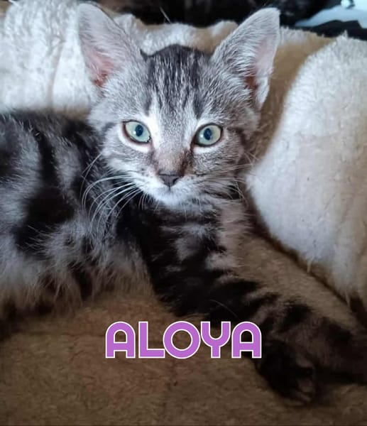 ALOYA et ATHENA - Double adoption A réserver