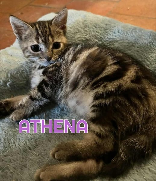 ALOYA et ATHENA - Double adoption A réserver